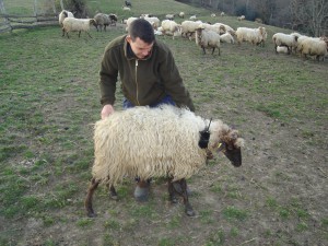 Fernando García-Dory, Bionic Sheep, 2006.
